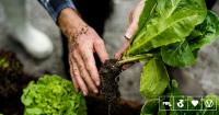 Scientists Discover How To Grow Muscle Protein Gene Inside Plants