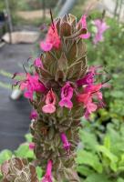 Tom Karwin, On Gardening | Digging into designing with native plants