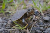 Oregon Zoo raises endangered turtle hatchlings before wild release