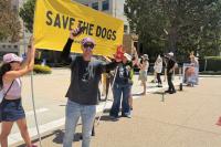 Animal rights activists target Amgen over research supplier