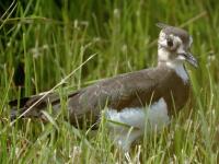 Belgian zoo offers safe haven for threatened bird species