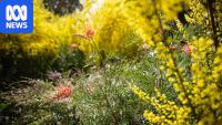 'A sense of place': Councils take up wildflower planting on verges