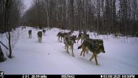 DNR, MSU use remote cameras to track Michigan's UP wolf population year-round