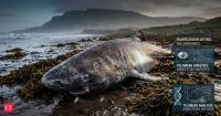 A rare Greenland shark found in Ireland gave scientists new clues about how it lives for centuries