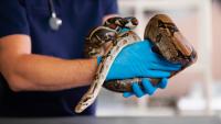 Researchers turn a python's post-meal molecule into a promising obesity drug