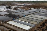 Indonesia's Salt Farmers Benefit from El Nino Drought