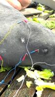 Manatee and duck receive acupuncture treatments at Tampa Zoo