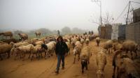 Despite Destruction, a Farmer in Gaza Persists