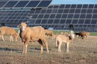 Overgrowth stalled a Minnesota solar farm, so 2,000 sheep and a guard donkey moved in