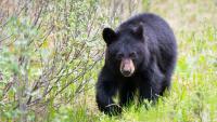Camper charged for improper food storage in Banff National Park