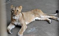 Three lions die at Tokyo zoo after suspected heatstroke, a first in its 62-year history