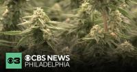 Delaware's cannabis market made $53 million in its first year, marijuana commissioner says
