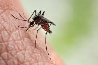 A biting problem: Twice as many NYC mosquito pools testing positive for dangerous West Nile virus this summer, health officials say