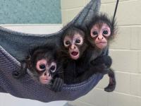 Three More Confiscated Spider Monkeys Find Safe Haven at the Nashville Zoo