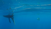 Biologist reveals extraordinary theory behind Spain’s mysterious orca encounters