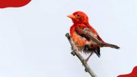 Rare Red Weaver Bird rediscovered in Kenya after 12 years of absence