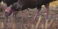 Georgia DNR asks outdoor enthusiasts to report turkey sightings this month