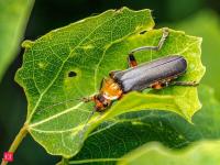 Meet the insect that can make a bomb: Bombardier beetle creates an explosion using its own body chemicals to escape predators