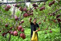 Himachal apple growers wary of Railways’ transport plan