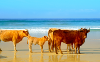 Tourists visiting Cádiz are discovering a summer sight they never expected