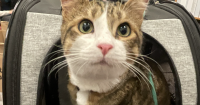 OSU researchers find cat training can get kids with developmental disabilities moving