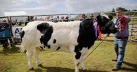 British blue from Tiree crown champion at Lorn show