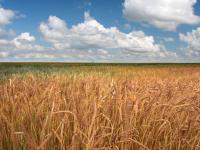 CPKC broke its annual Canadian grain volume record during 2025-26 crop year