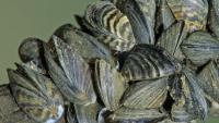 Thousands of invasive zebra mussels were detected in the Ebro River in 2001: 25 years later, they are collapsing structures and pipes throughout Spain