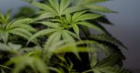 US sees a big jump in nausea cases among frequent marijuana users in the hospital