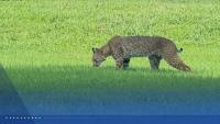 'Do not approach': Bobcat spotted in Johnson County, Kansas