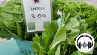 Michigan Health Officials Lift Special Guidance on Lettuce