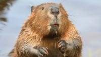 Maryland Officials Shut Down State Park After 2 Beaver Attacks
