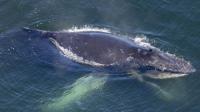 Young whale freed off Oregon coast, injuries likely fatal