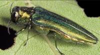  Invasive beetle confirmed in Salem for first time, threatening thousands of trees