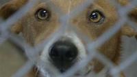 LASPCA and New Orleans City Council clash over budget cuts