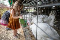 Of Notoriety: Southern comedy charm on stage; Lake County Fair, DeMotte Dutch Days reign