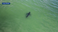 Why scientists say more shark sightings in New England are a good thing