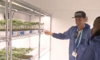 Is Government Making Headway With the Cannabis Industry?