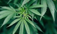 Expanding Opportunities in the Cannabis Industry