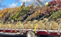 $20M Available for Community Reforestation Grant Program