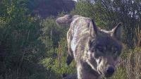 Colorado kills 2nd yearling wolf in less than 2 months after it kills calves in Jackson and Grand counties