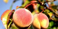 S.C. peach growers adapt after hard season of extreme temps