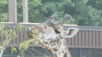 Power company's tree trimmings helps zoo animals
