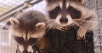 Historically warm weather hitting wildlife hard, says animal rehabber