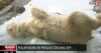 Polar Bears struggling to keep cool in Prague zoo amid heat wave