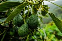 US suspends avocado inspections in Mexico's Michoacan over security threat