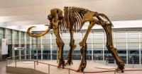 Nobody Told These Seven Species They Were Supposed to Stay Gone