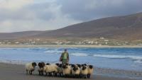 Mayo family business launches lamb 'Victory Box' to mark All-Ireland win
