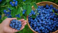 Polish blueberry exports to non-EU drop 41% as domestic demand remains strong