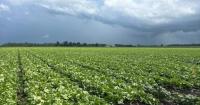 Quebec lettuce growers operating at a loss amid U.S. cyclosporiasis outbreak